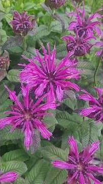 Permaculture Plant Profile Garden Bee Balm! Monarda Didyma!