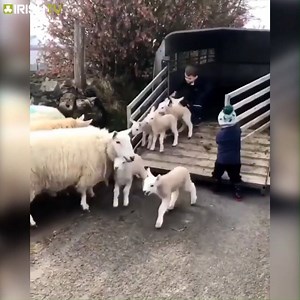 8.6M views · 10K reactions | Monday morning, the start of a new week on the farm ⁣ : ConorLav14⁣ | Irish TV | Facebook
