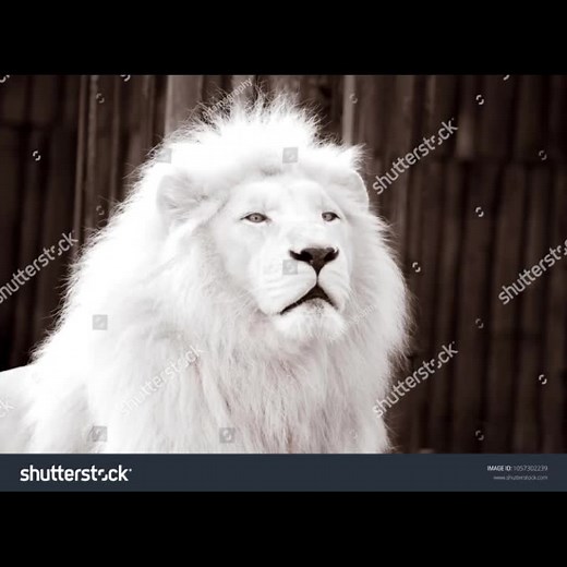 PROPHET MAJOR ONE on TikTok