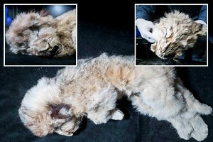 Perfectly preserved lion cubs that died up to 44,000 years ago 'after being abandoned by mum' found in Siberia