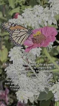 El increíble viaje de la mariposa monarca: ¿Por qué migran?