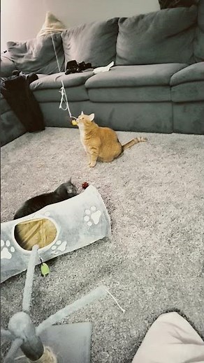 hanging mouse toy #relaxandplay #kitten