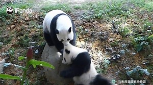 Kind reminder: Although pandas are cute and just like little angels most of the time, do not underestimate these special creatures. Their destructive power will blow your mind~ Watch full video here: https://youtu.be/qozvWDm_4zc All history episodes of Super Panda: https://goo.gl/q3oghH #SuperPanda #CCRCGP #FriendshipMessenger | iPanda