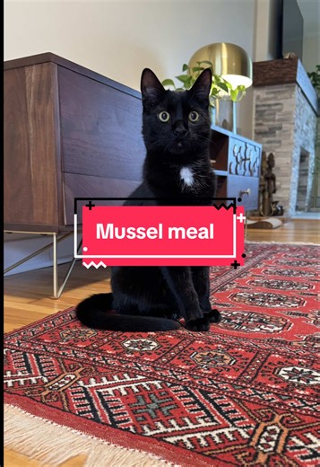 Fancy Cat Menu: Nutritious Feasts for Your Furry Friend
