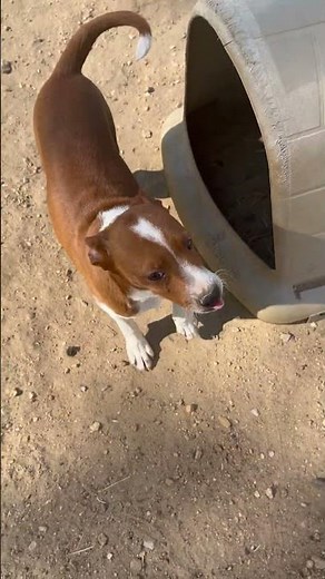 4/10/26 Chico Rat Terrier Mix 5 Months Up to Adopt Lucky Paws Doghouse Tishomingo Oklahoma