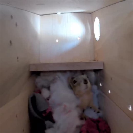 Squirrel Boxes on Instagram: "People often wonder what happens once a squirrel box goes up. Do they use it peacefully, or does it turn into a battle? The reality is that shelter is one of the most valuable resources a squirrel can find. When the weather turns cold, a dry, protected space can mean the difference between comfort and survival. Squirrels will defend those spaces because instinct tells them to. You may see chasing, posturing, or quick scuffles as they decide who belongs there. It isn