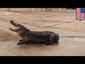 Un alligator géant est capturé dans un centre commercial du Texas