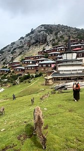 Tibetan Snowcocks (藏雪鸡,Tetraogallus tibetanus) & blue sheep (岩羊,Pseudois nayaur), in Qamdo City of Xizang (#Tibet) autonomous region. They are both under second-class state protection in #China. ❤爱护此地的野生动物 ❤❤❤ #Nature #Peace #Chinese #wildlife #birds #travel #神奇动物在西藏 #love | Lin hillside