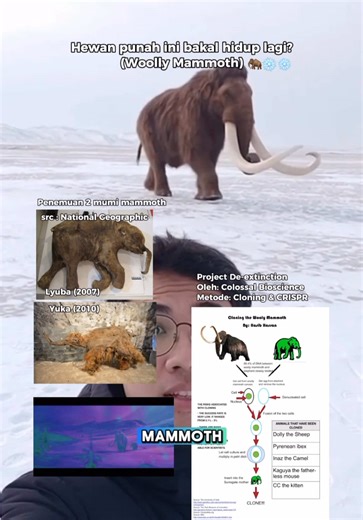 Bayangkan tundra Arktik kembali dipijak “mammoth”. Tapi yang akan lahir bukan Mammuthus primigenius asli, melainkan gajah Asia yang direkayasa genetik agar tahan dingin. Woolly mammoth berevolusi sekitar 600 sampai 800 ribu tahun lalu dan menyebar dari Eropa hingga Amerika Utara. Tingginya 3 sampai 3,7 meter, beratnya bisa lebih dari 6 ton. Adaptasinya ekstrem. Mereka memiliki bulu ganda tebal, telinga kecil untuk meminimalkan kehilangan panas, lapisan lemak subkutan, dan hemoglobin khusus yang 
