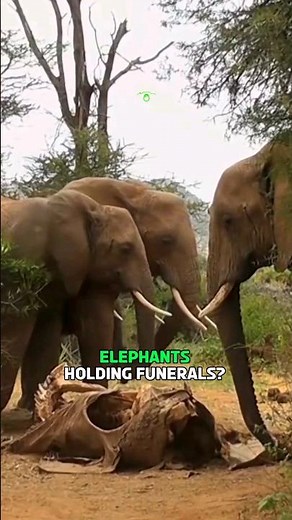 Elephant Mourning Rituals