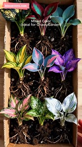 🌟 Mixed Hostas Seeds | A Splash of Color for Every Season 🌿 https://reurl.cc/Ab0oKj Looking to bring year-round beauty to your garden? Try Mixed Hostas Seeds for a vibrant, effortless upgrade! These classic shade-loving plants show off layers of green, blue, gold, and variegated foliage from spring to fall, adding texture and color to borders, pots, and landscape beds. 🎨✨ ✔ Easy to grow — perfect for beginners ✔ Shade-tolerant & hardy in various climates ✔ Mixed varieties for endless surprise
