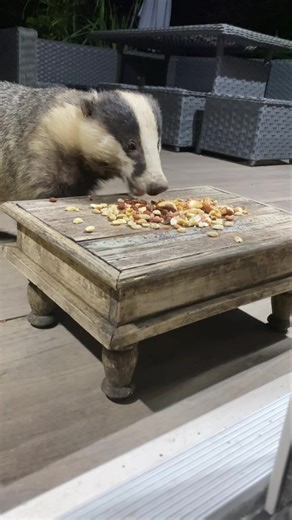 12K views · 1.8K reactions | Mr Lumpy day today. Mr Lumpy was spoilt for choice but clearly grapes are his favourite and he actually tried some melon 說❤️ | Mr Lumpy & Friends. | Facebook