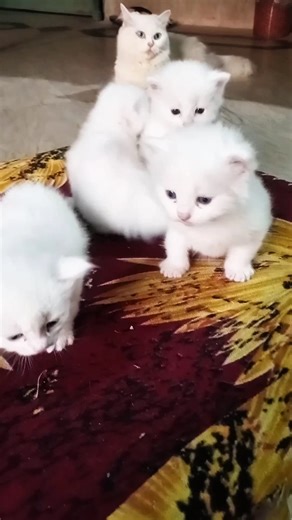 Silky and Kittens 🐱😂 | Play time out of nest #kitten #catfamily