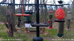 We had our first visit from a rose-breasted grosbeak on PA Bird Feeder 1 this afternoon. They are migrating now and we should start to see many more of this coloful bird on our feeding stations You can watch PA Bird Feeder 1 here: https://pixcams.com/pa-bird-feeder-1/ #birds #bird #migration #feeder #live #livestream | PixCams