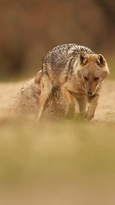 1.8K views · 55 reactions | Cute ❤ #wolves #wolfpack #wolves #wolf #wolvesofinstagram | We Love Wolves | Facebook