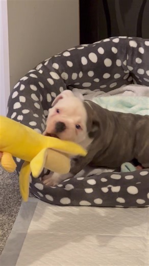 #kayco #oldenglishbulldog #fyp