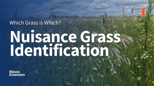 How to Identify Nuisance Grass