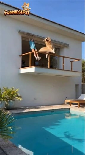 Girl Tricks Dog Into Jumping — And His Reaction Is Priceless 😂🐶