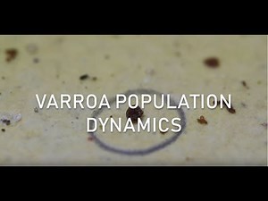 Varroa Population Dynamics