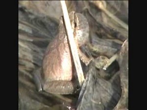 Spring peepers calling