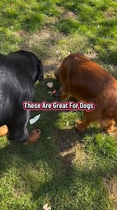 Got to love some egg shell for dogs #dogs | Southend Dog Training