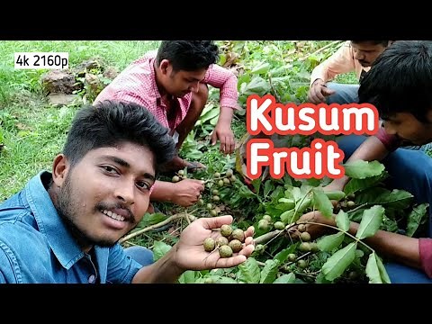 Kusum Fruit Harvesting From 100+ Years Old Tree | 4K 2160p