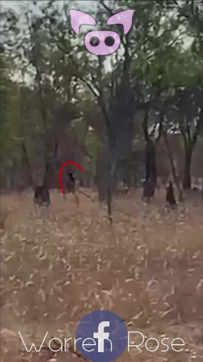 Cryptid Caught in Australian Outback - Scary TikToks Compilation