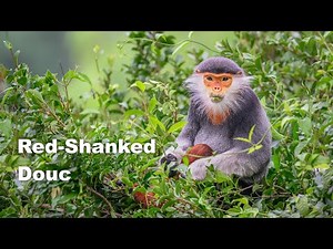 Red Shanked Douc - the most beautiful monkey in the world.