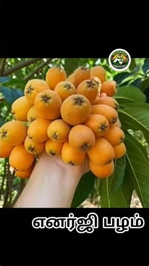 அத்தி வகையை சேர்ந்த லோக் வாட் பழம் சாப்பிட்டால் உடல் எனர்ஜி பூஸ்ட் 😱🫰