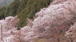 The spring landscape in Mt.Yoshino,Nara Japan_4
