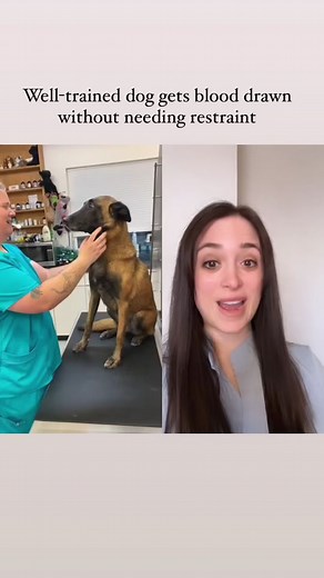 Cooperative Dog Blood Draw for a Stress-Free Veterinary Visit