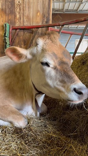 16K views · 318 reactions | Milk is 87% water, and cows consume 30-50 gallons of water every day to make it, which is almost 415 pounds of water per day. When Florence isn’t drinking or eating, she’s chewing cud. This process is called rumination, the actual chewing portion, cows can take around 890 bites per hour for about 8 hours a day. Just a couple more reason cows are magical and milk is amazing! | SunStone Orchard & Rabbitry | Facebook