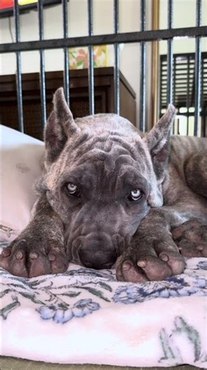 😂 Cane Corso Funny Bark Sound #CaneCorso #DogShorts #shorts