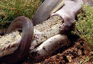 Kayaker Watches Huge Python Devour Crocodile, Photographs The Entire Thing - BGR