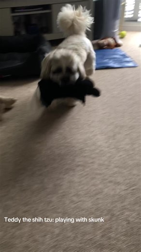 #Teddytherescueshihtzu #shihtzu #cuteshihtzu #playful