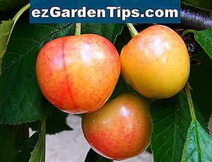 Comment greffer un prunier 🌱 Conseils Jardiniers - Fr.ezGardenTips.com