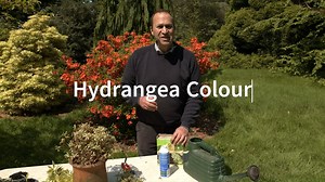 Did you know that Hydrangeas are pH sensitive? What that means is that the pH of the soil will determine the colour of your Hydrangea blooms. It's eady to change blue to pink and pink to blue, have a look as I explain how | The Irish Gardener