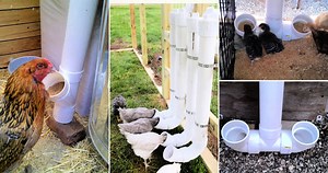 20 Homemade DIY Chicken Feeder Ideas: PVC Chicken Feeder