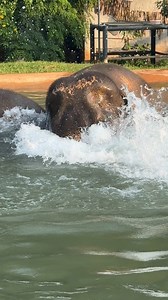No matter how old they are, swimming in the pool is still their favorite activity. Both grandmothers are over 60 years old, yet they still enjoy their natural behaviors with happiness.ไม่ว่าอายุจะมากแค่ไหน การว่ายน้ำในสระก็ยังคงเป็นกิจกรรมสุดโปรดของพวกเขาอยู่ดี คุณยายทั้งสองมีอายุกว่า 60 ปีแล้ว แต่ก็ยังมีความสุขกับพฤติกรรมตามธรรมชาติของพวกเขา | Samui Elephant Sanctuary