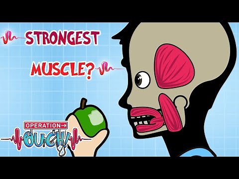 What Is the Strongest MUSCLE in Your Body? 💪 | Science for Kids | ‪@OperationOuch‬