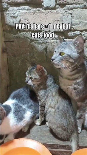 every bit of your support counts clion the links in our bio to donate for any #help #cat