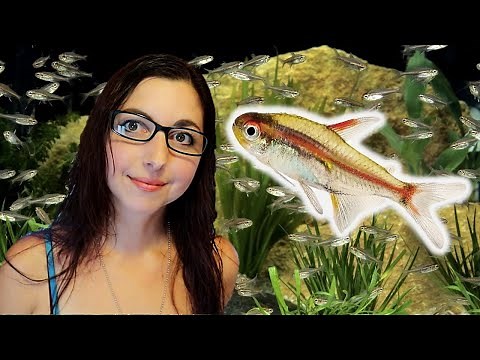 GLOWLIGHT TETRA CARE GUIDE 🐠 Glowlight Tetra Basics