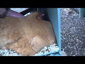 Buff Orpington Being Broody