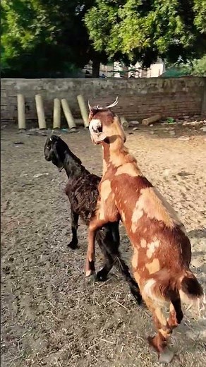 Natural Behavior of Goats 🐐 | Funny Goat Moments in Village Life#short