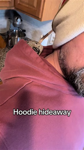 2 ft lizard fits in my hood pretty good #reptile #dinosaur #lizard #dragon #pet