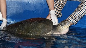 Sea turtles ready to move from Oregon Coast Aquarium to SeaWorld San Diego