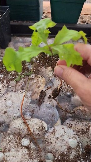 Transplanting Baby Oak Trees. #zone4 #garden #gardening