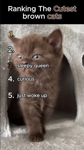 Ranking The Cutest brown cats