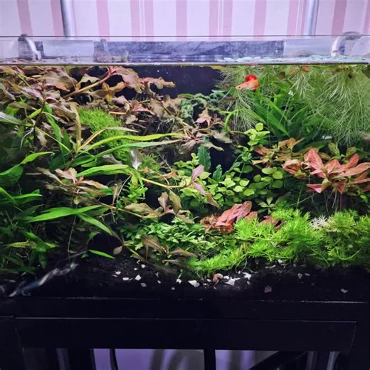 Clean N' Green Planted Aquarium Liquid Fertilizer   Algaecide - Etsy