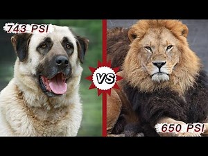 The Strongest Dog Breeds by bite force